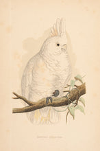 Load image into Gallery viewer, Benjamin Fawcett (1808–1893). Goffin's Cockatoo.