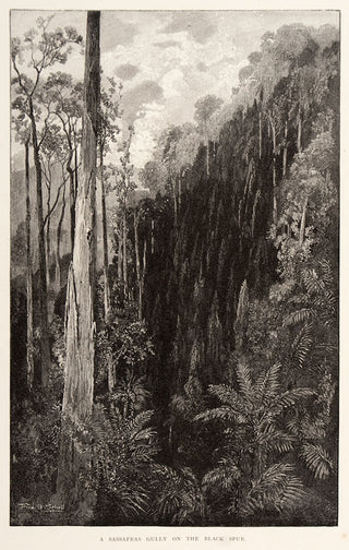 SCHELL, Fred B. A sassafras gully on the black spur.