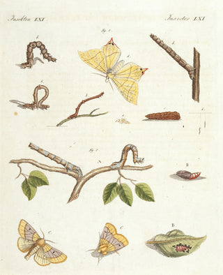 BERTUCH, Friedrich Justin. Insects LXI.