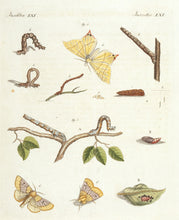 Load image into Gallery viewer, BERTUCH, Friedrich Justin. Insects LXI.