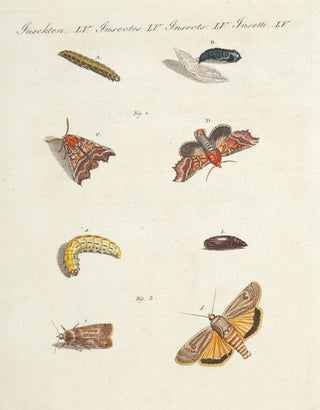 BERTUCH, Friedrich Justin. Insects LV.