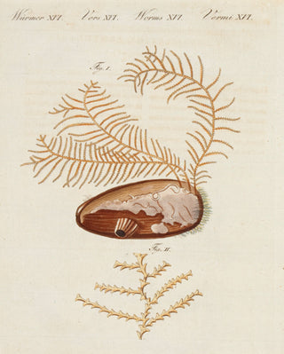 BERTUCH, Friedrich Justin. The Sertularia formed like a Fir.