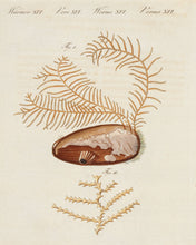 Load image into Gallery viewer, BERTUCH, Friedrich Justin. The Sertularia formed like a Fir.