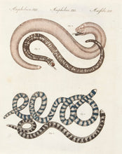 Load image into Gallery viewer, BERTUCH, Friedrich Justin. Amphibien. XXI.