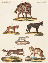 Load image into Gallery viewer, BERTUCH, Friedrich Justin. Quadruped. XV.