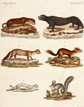 Load image into Gallery viewer, BERTUCH, Friedrich Justin. Quadruped. IX.