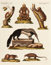 Load image into Gallery viewer, BERTUCH, Friedrich Justin. Quadruped. XVI.