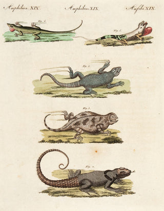 BERTUCH, Friedrich Justin. Amphibien. XIX.