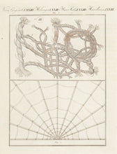 Load image into Gallery viewer, BERTUCH, Friedrich Justin. Microscopic Subjects. Miscellanea. LXXIII.