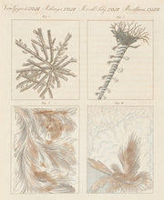 Load image into Gallery viewer, BERTUCH, Friedrich Justin. Frozen Glass-Planes. Miscellanea. LXXVII.