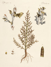 Load image into Gallery viewer, BERTUCH, Friedrich Justin. Medicinal and Trade. Plants. XX.