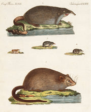 Load image into Gallery viewer, BERTUCH, Friedrich Justin. Different Species of Mice. (Quadrupedes. XXXIX)