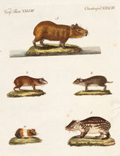 Load image into Gallery viewer, BERTUCH, Friedrich Justin. The Cavies. (Quadrupedes. XXXVIII)