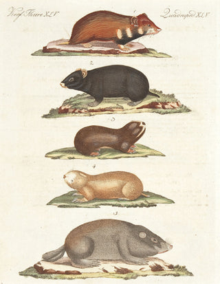 BERTUCH, Friedrich Justin. Hamsters and Field Rats. (Quadruped. XLV)