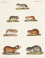 Load image into Gallery viewer, BERTUCH, Friedrich Justin. Several Species of Mice. (Quadrupedes. XLIX)