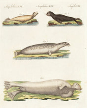 Load image into Gallery viewer, BERTUCH, Friedrich Justin. Several Kinds of Seals. (Amphibies. XVI)