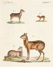 Load image into Gallery viewer, BERTUCH, Friedrich Justin. Quadrupeds.LI.