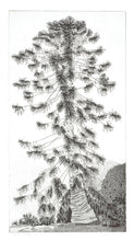 Load image into Gallery viewer, GALLI, Federica. L'araucaria di Nervi.