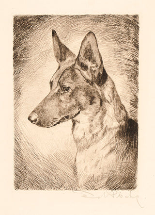 Unknown. German Shepherd.