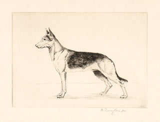 Unknown. German Shepherd.