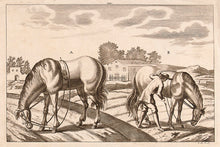 Load image into Gallery viewer, Unknown. [Work Horses]