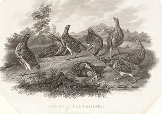 SCOTT, John. Covey of Partridges.