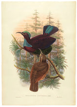 Load image into Gallery viewer, SHARPE, Richard Bowdler (1847-1909). Ptilorhis victoriae, Rifle-bird, Queen Victoria's.