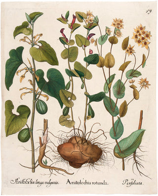 BESLER, Basilius. Aristolochia Rotunda, plate 194. [[bmid:2081141]]