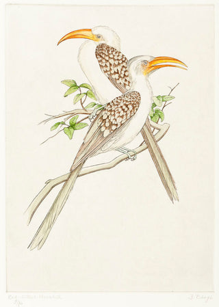 THEYS, Freddy. Red-billed Hornbill. (Tockus erythrorphynchus).