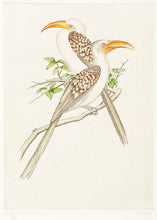 Load image into Gallery viewer, THEYS, Freddy. Red-billed Hornbill. (Tockus erythrorphynchus).