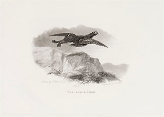 PARR, Robert. The Black-Cock.