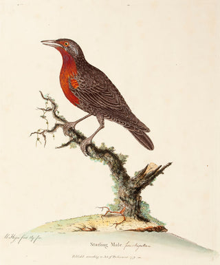 HAYES, William. Starling Male.