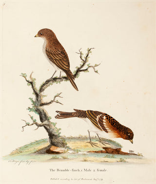 HAYES, William. The Bramble-Finch, 1. Male 2. Female.