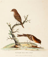 Load image into Gallery viewer, HAYES, William. The Bramble-Finch, 1. Male 2. Female.