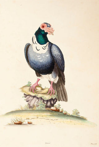 HAYES, William. Carrier.