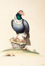 Load image into Gallery viewer, HAYES, William. Carrier.
