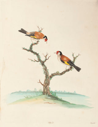 HAYES, William. Goldfinch.