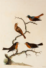 Load image into Gallery viewer, HAYES, William. 1 Redstart-Male: 2 Female Redbreast.