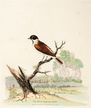 Load image into Gallery viewer, HAYES, William. The Reed-Sparrow, Male.