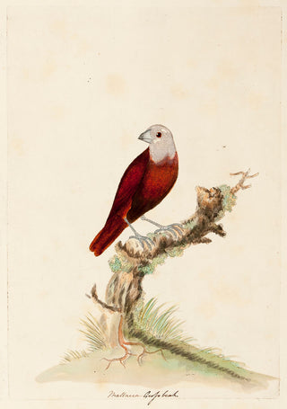 HAYES, William. Mallacca Grosbeak.
