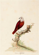 Load image into Gallery viewer, HAYES, William. Mallacca Grosbeak.