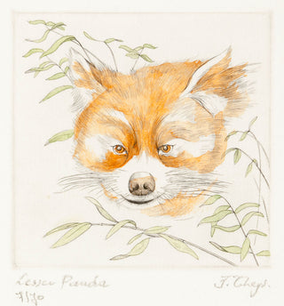THEYS, Freddy. Lesser Panda (Ailurus fulgens).