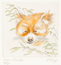 Load image into Gallery viewer, THEYS, Freddy. Lesser Panda (Ailurus fulgens).