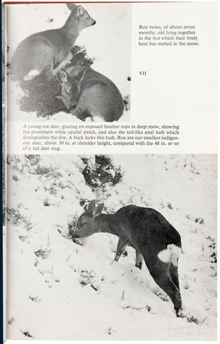 MACNALLY, Lea Highland Year