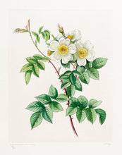 Load image into Gallery viewer, THEYS, Freddy. Rose.