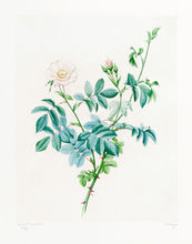 Load image into Gallery viewer, THEYS, Freddy. Rosa Tomentosa.