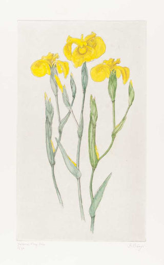 THEYS, Freddy. Yellow Flag Iris. (Iris pseudacorus).