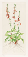 Load image into Gallery viewer, THEYS, Freddy. Foxglove.