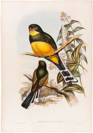 H.C. Richter and J. Gould. Reinwardt's Trogon. [Harpactes Reinwardti].
