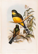 Load image into Gallery viewer, H.C. Richter and J. Gould. Reinwardt's Trogon. [Harpactes Reinwardti].